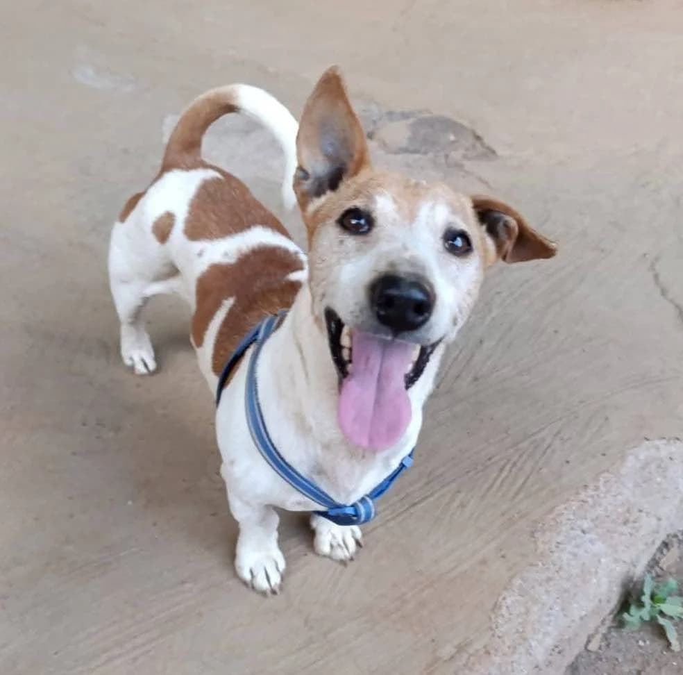 BETÚN, Mixed Breed (Asociación Sirius Canarias)