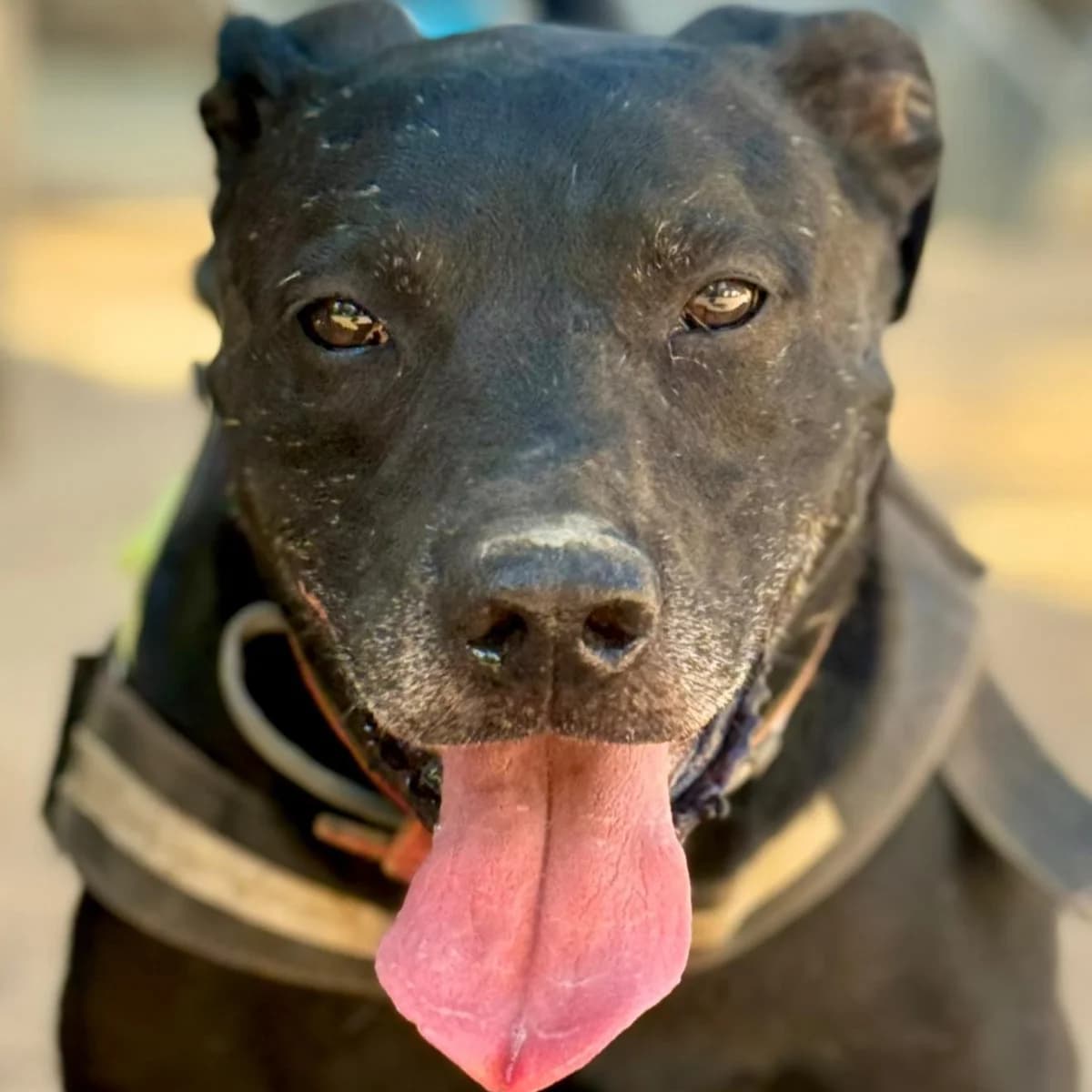 Our DUC, male senior Mixed Breed for adoption at SOS Animal Mallorca