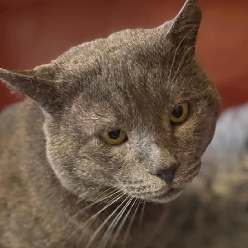 Gris, male puppy Mixed Breed for adoption at SOS Animal Mallorca