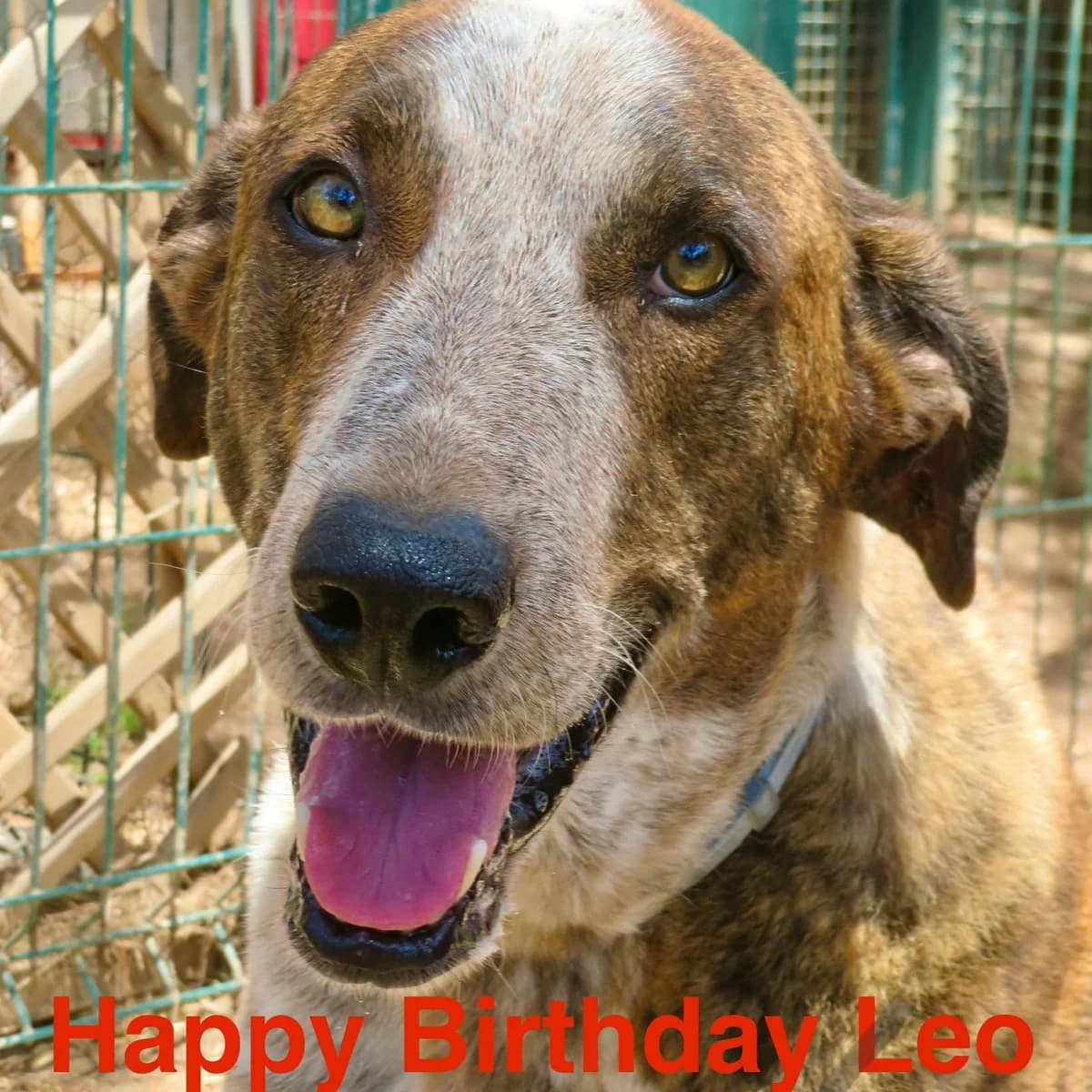 LEO, male senior Mixed Breed for adoption at SOS Animal Mallorca