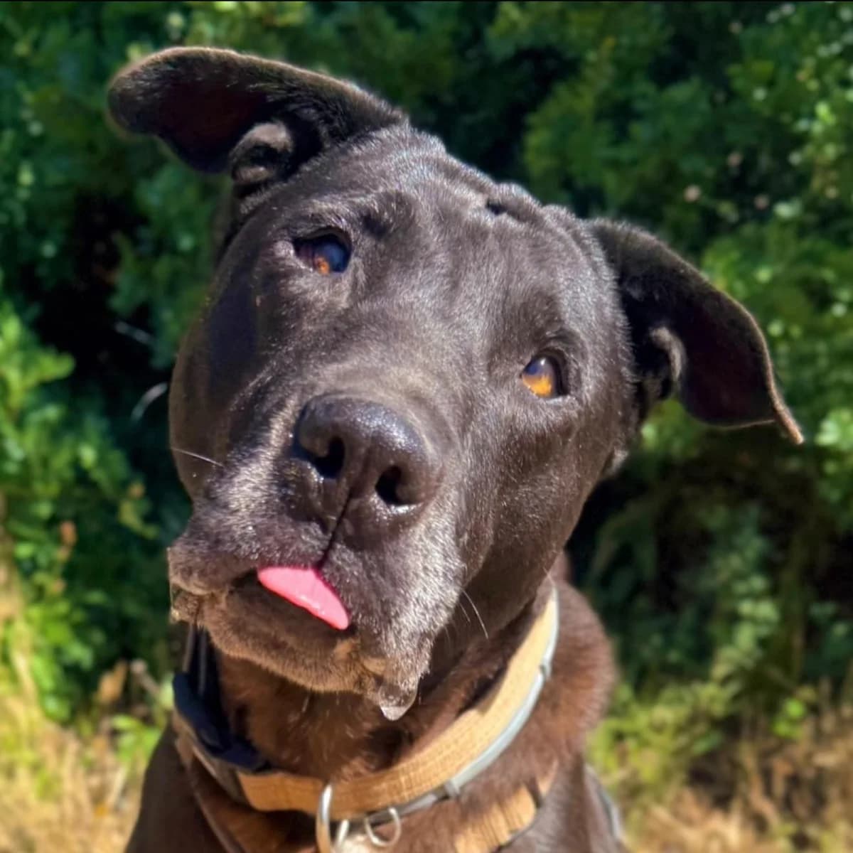 Pirata, Mixed Breed (SOS Animal Mallorca)