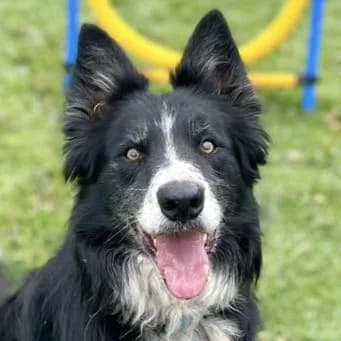 Our Sam, male 4yo Mixed Breed for adoption at SOS Animal Mallorca