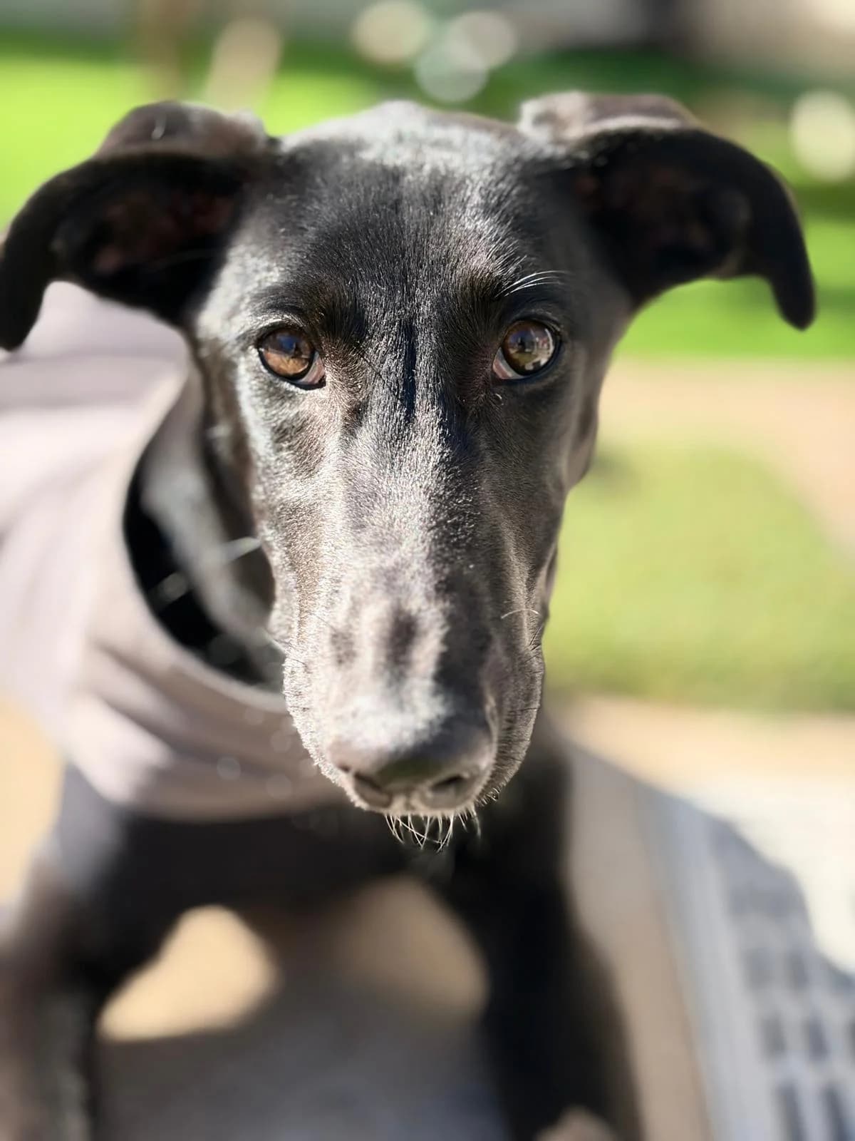 Alma, female Galgo Español for adoption at Sos Galgos
