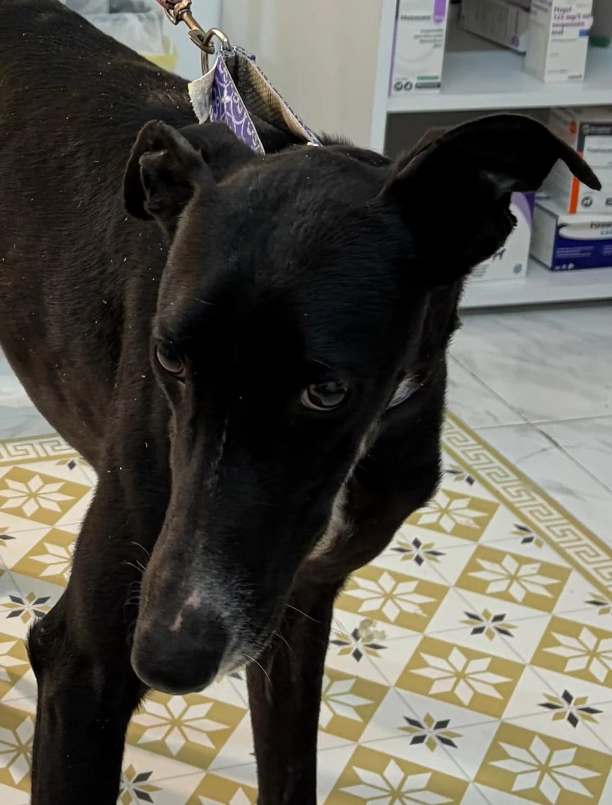 Auron, male Galgo Español for adoption at Barcelona), Sos Galgos