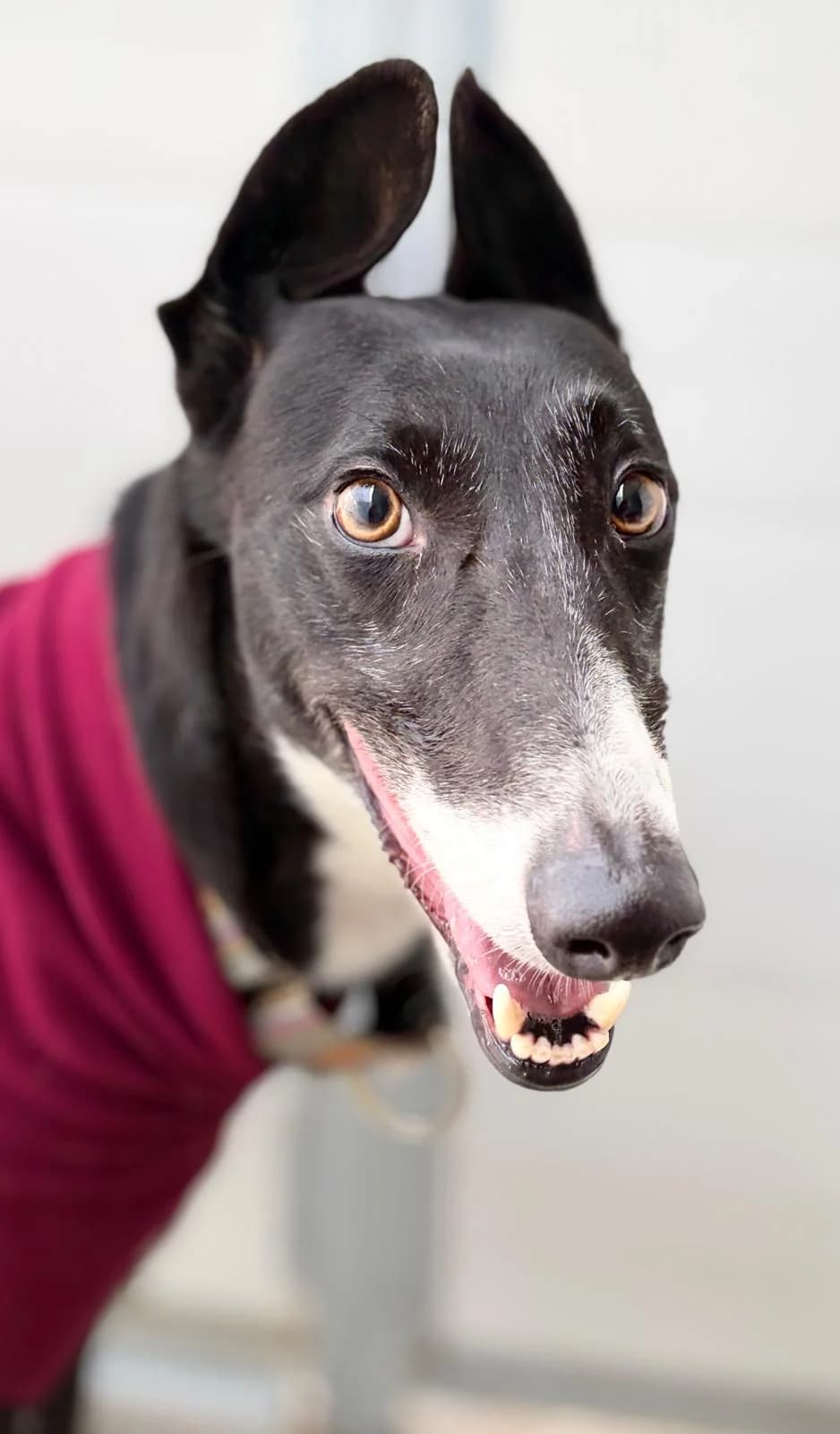 Duke, male Galgo Español for adoption at Sos Galgos