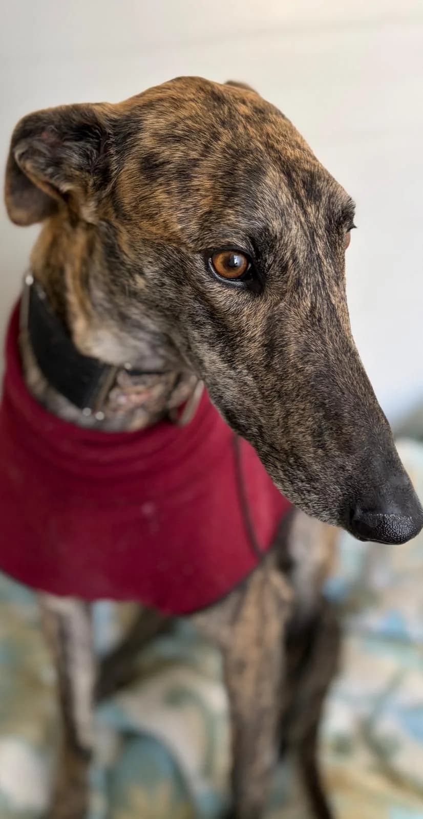 Jaro, male Galgo Español for adoption at Sos Galgos