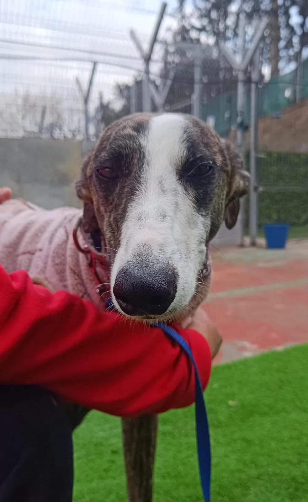 Lanto, male Galgo Español for adoption at Sos Galgos