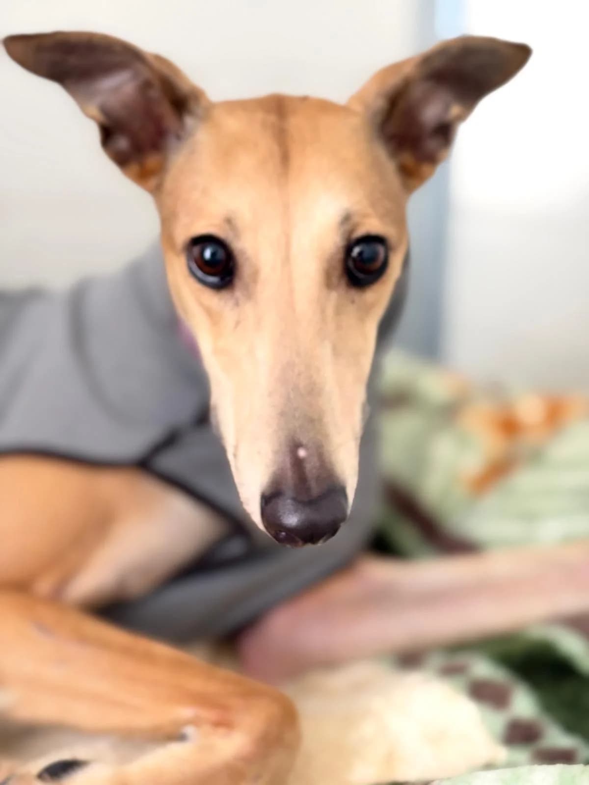 Liza, female Galgo Español for adoption at Sos Galgos