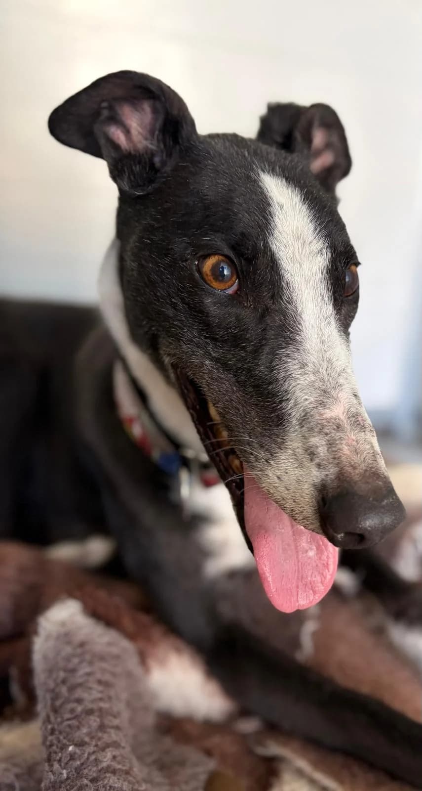 Man1, male Galgo Español for adoption at Sos Galgos