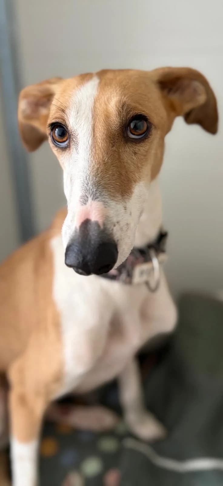 Pinta, female Galgo Español for adoption at Barcelona), Sos Galgos