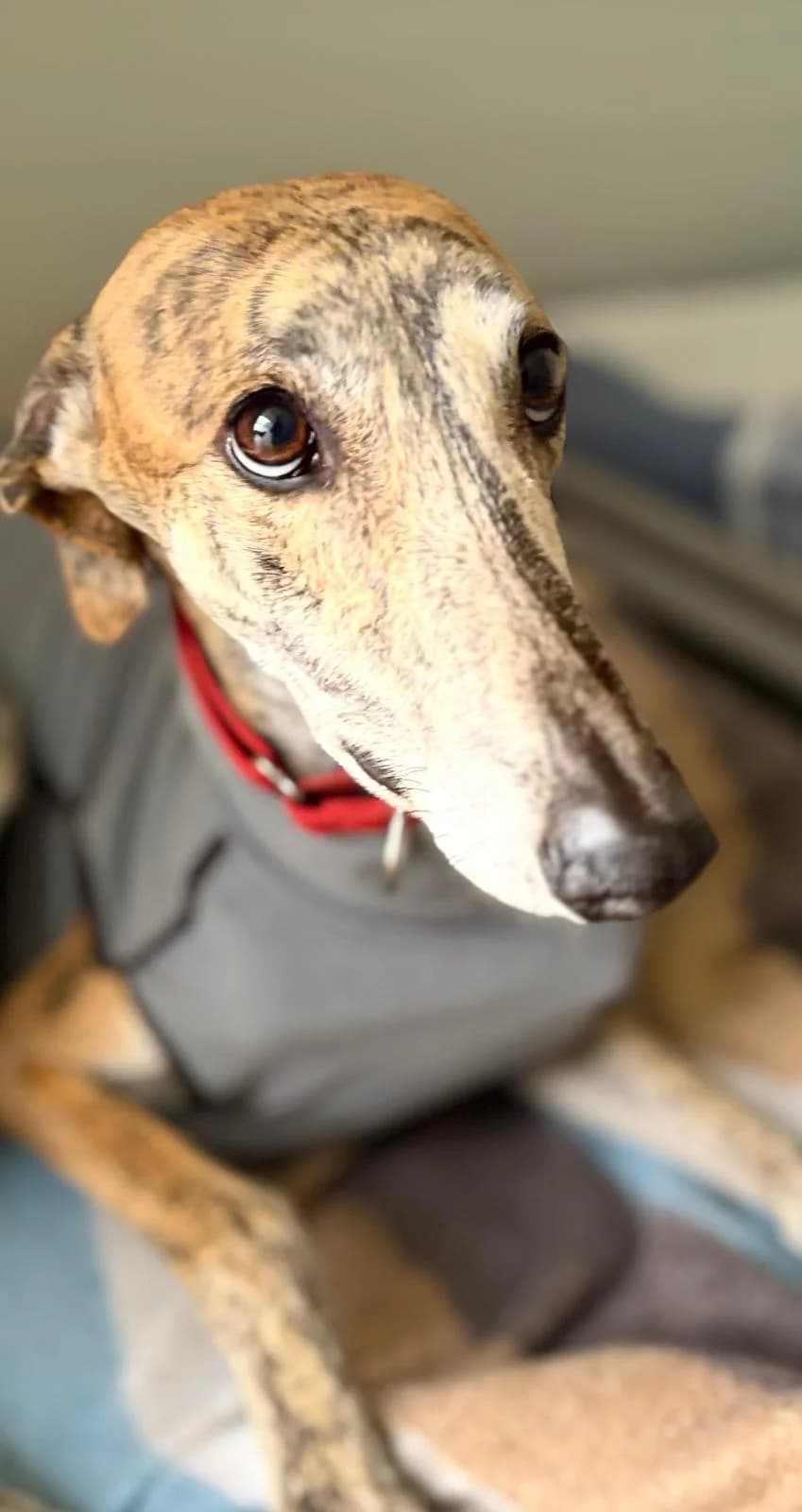 Pinto, male Galgo Español for adoption at Sos Galgos