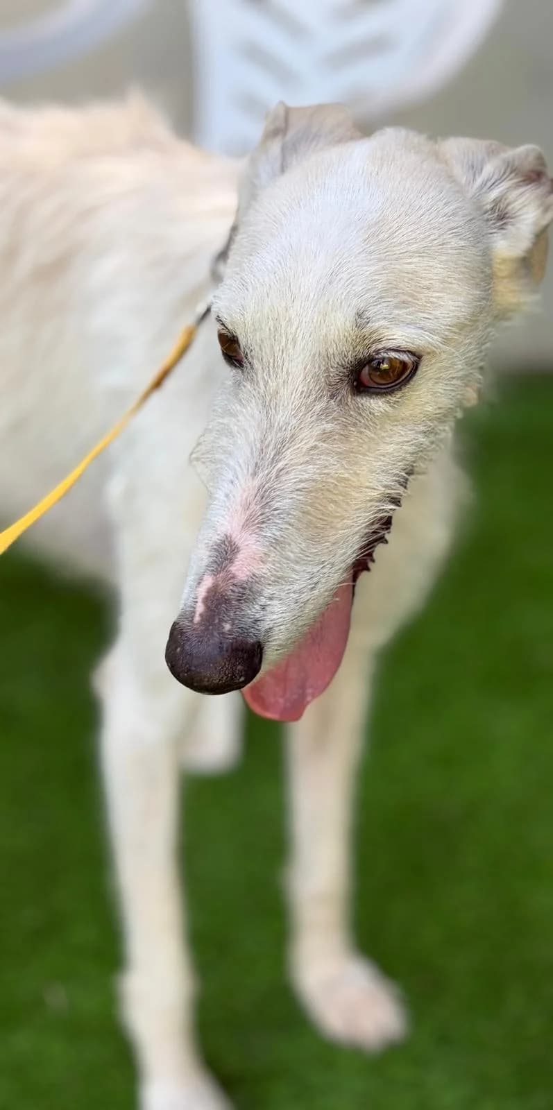 Tizon, male Galgo Español for adoption at Barcelona), Sos Galgos