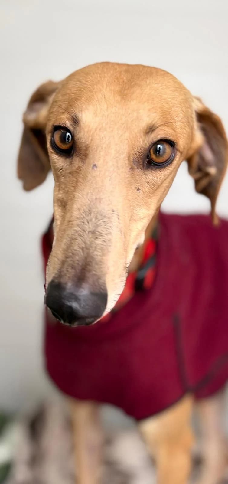 Tomas, male Galgo Español for adoption at Sos Galgos
