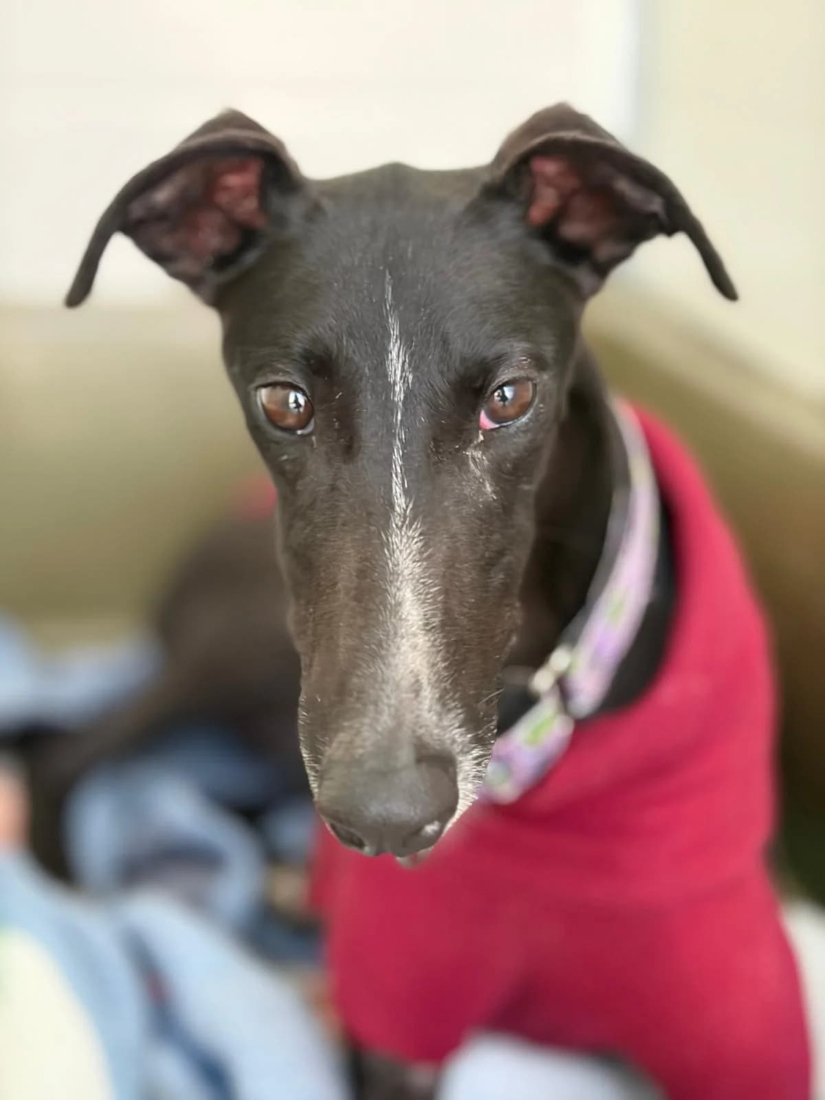 Tora, female Galgo Español for adoption at Barcelona), Sos Galgos