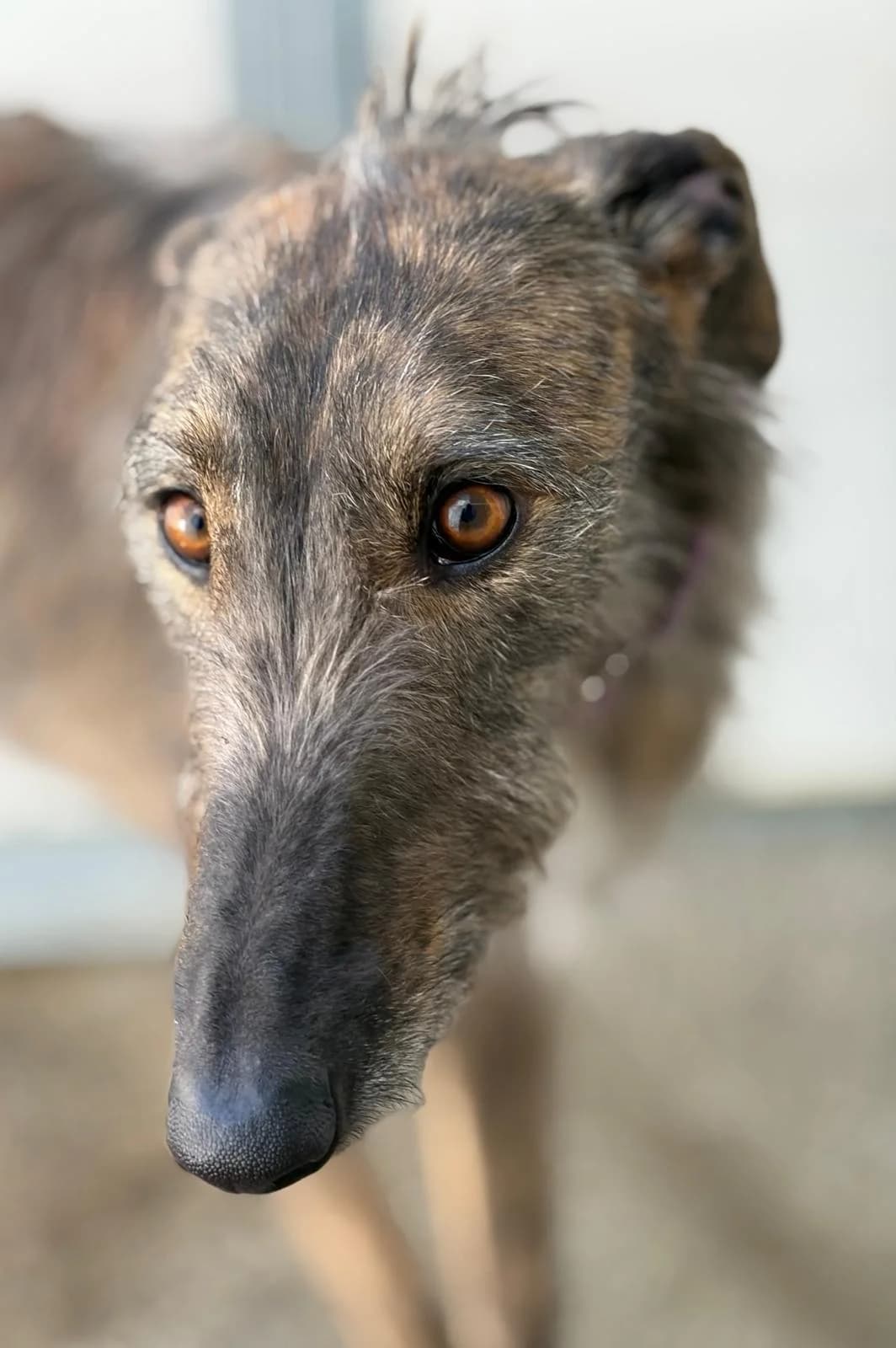 Urano, male Galgo Español for adoption at Barcelona), Sos Galgos