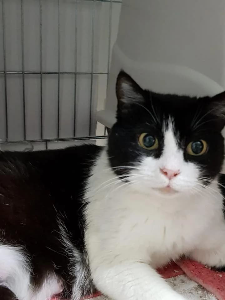 Flor, female Mixed Breed for adoption at S.O.S Gatos Murcia