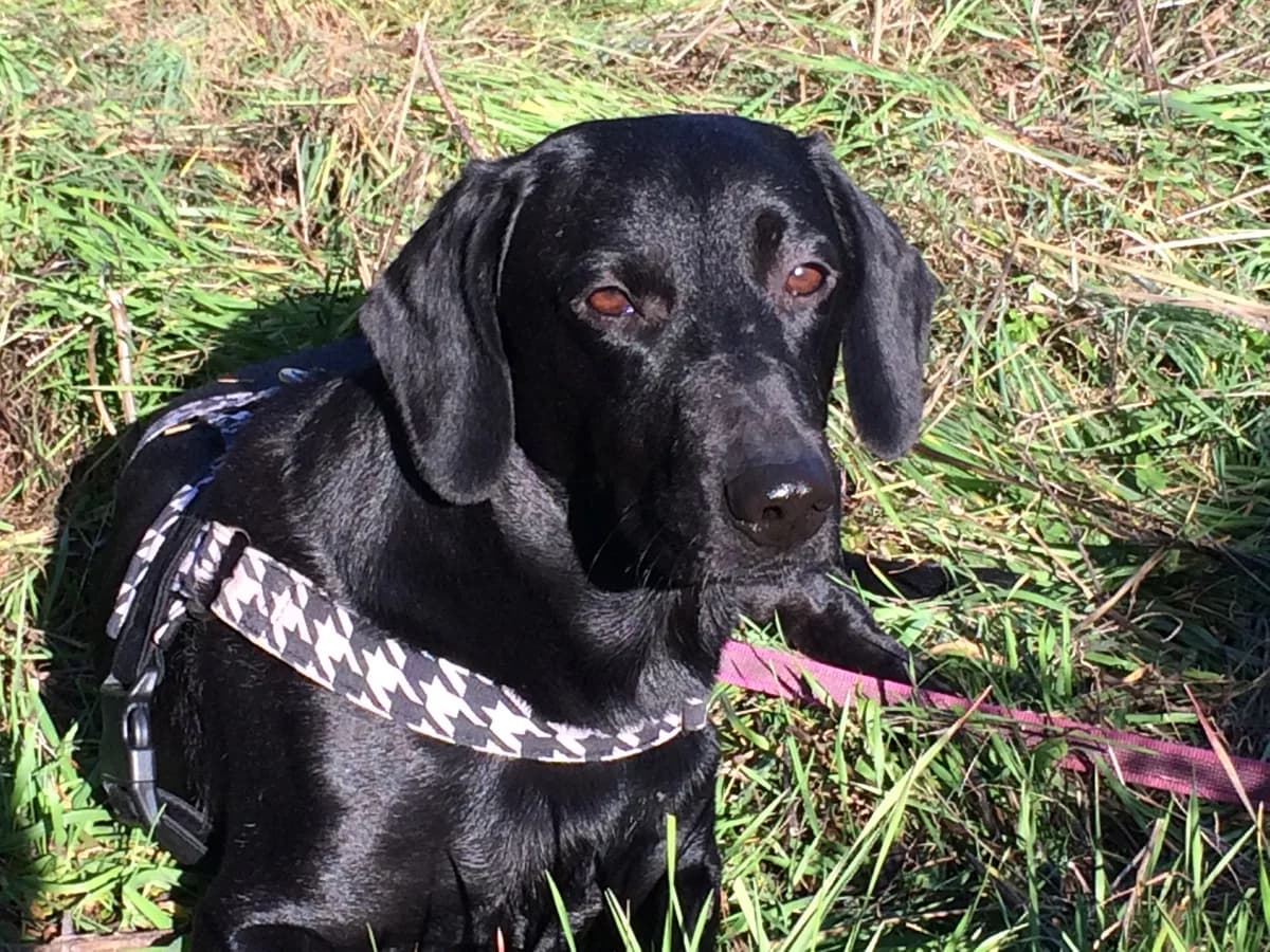 Arco, male senior Labrador Retriever for adoption at SOS Golden
