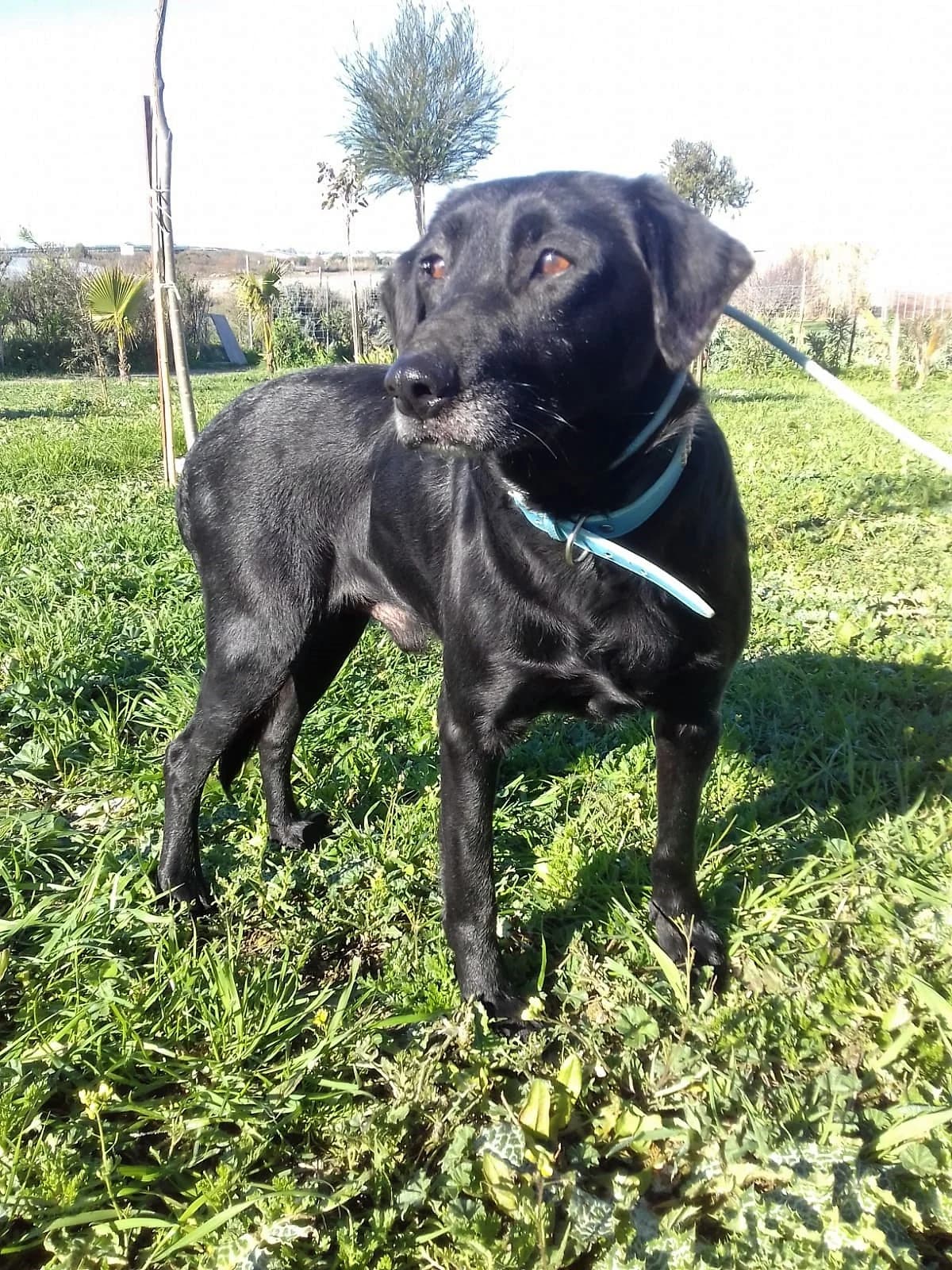 Aslan, male senior Labrador Retriever for adoption at SOS Golden