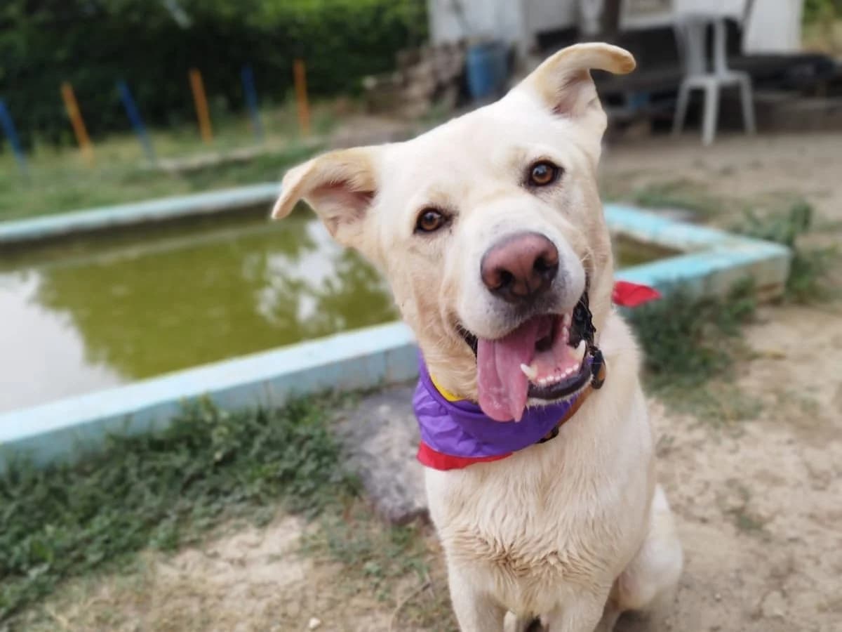 Beethoven, male 3yo Labrador Retriever for adoption at SOS Golden