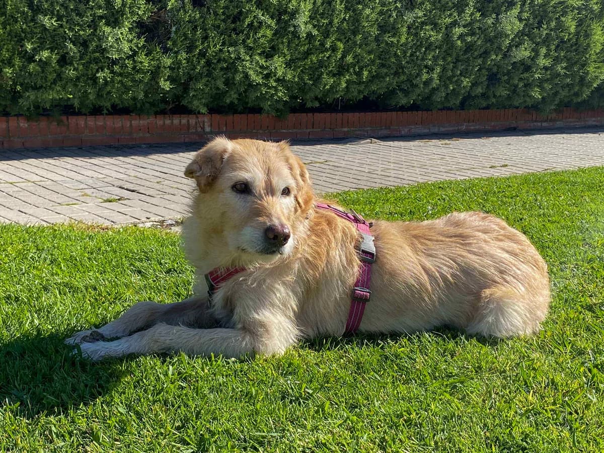 Coraima, female senior Labrador Retriever for adoption at SOS Golden