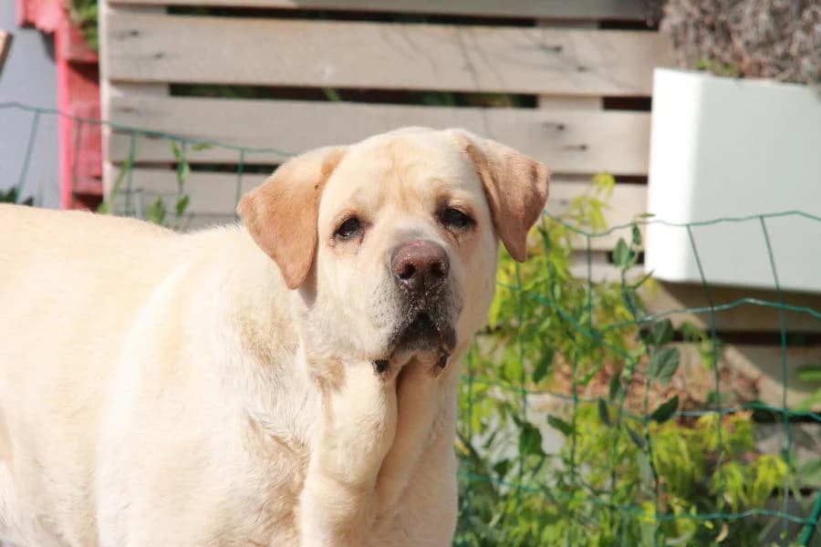 Fallecido duno,  senior Labrador Retriever for adoption at SOS Golden
