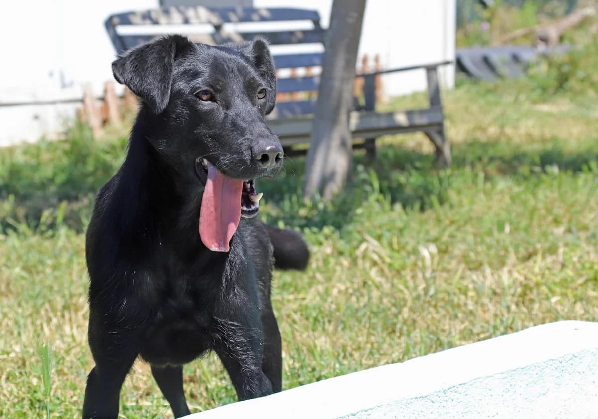 Dutch,  senior Labrador Retriever for adoption at SOS Golden