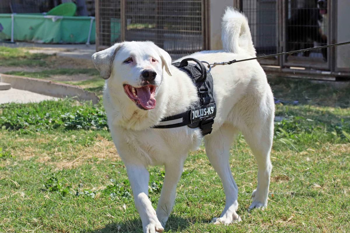 Fanta, female senior mixed breed for adoption at SOS Golden