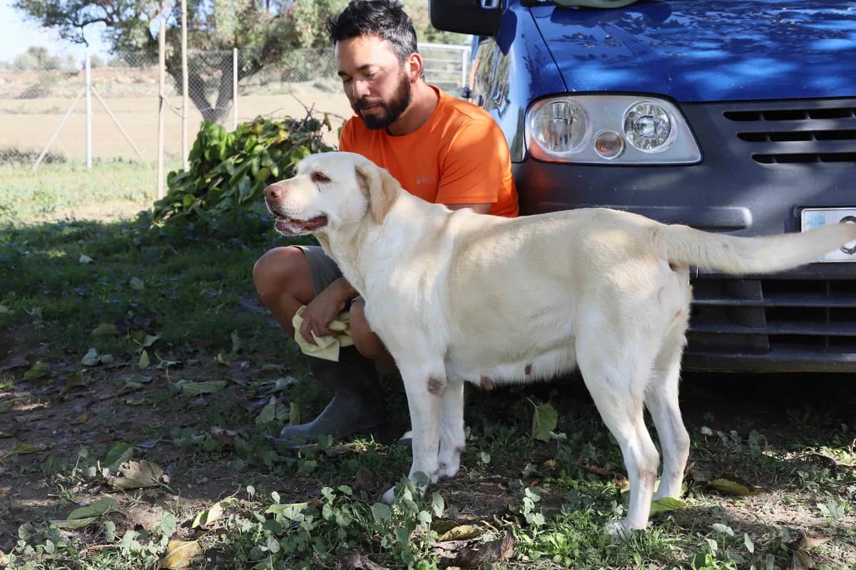 Adoptada hada, female 7yo Labrador Retriever for adoption at SOS Golden