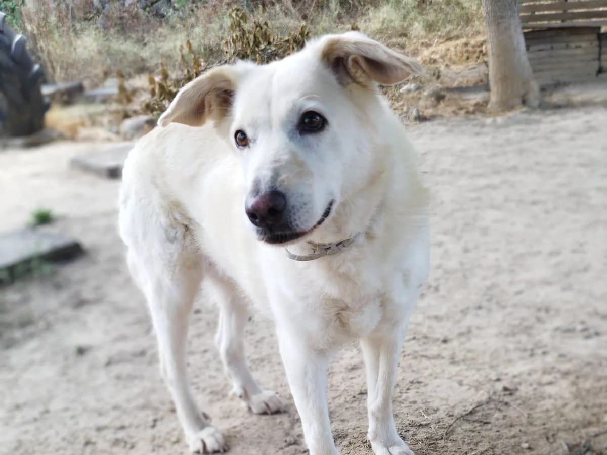 Kassidi, female senior Mixed Breed for adoption at SOS Golden