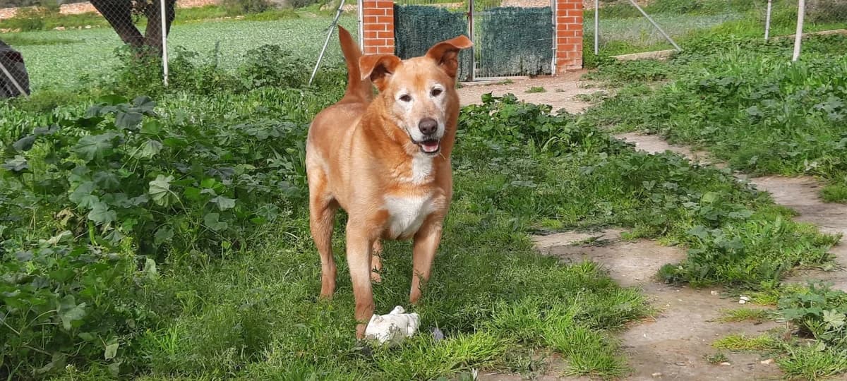 Kymbo, male senior Labrador Retriever for adoption at SOS Golden