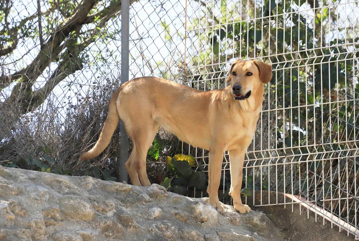 Adoptada luma, female senior Labrador Retriever for adoption at SOS Golden