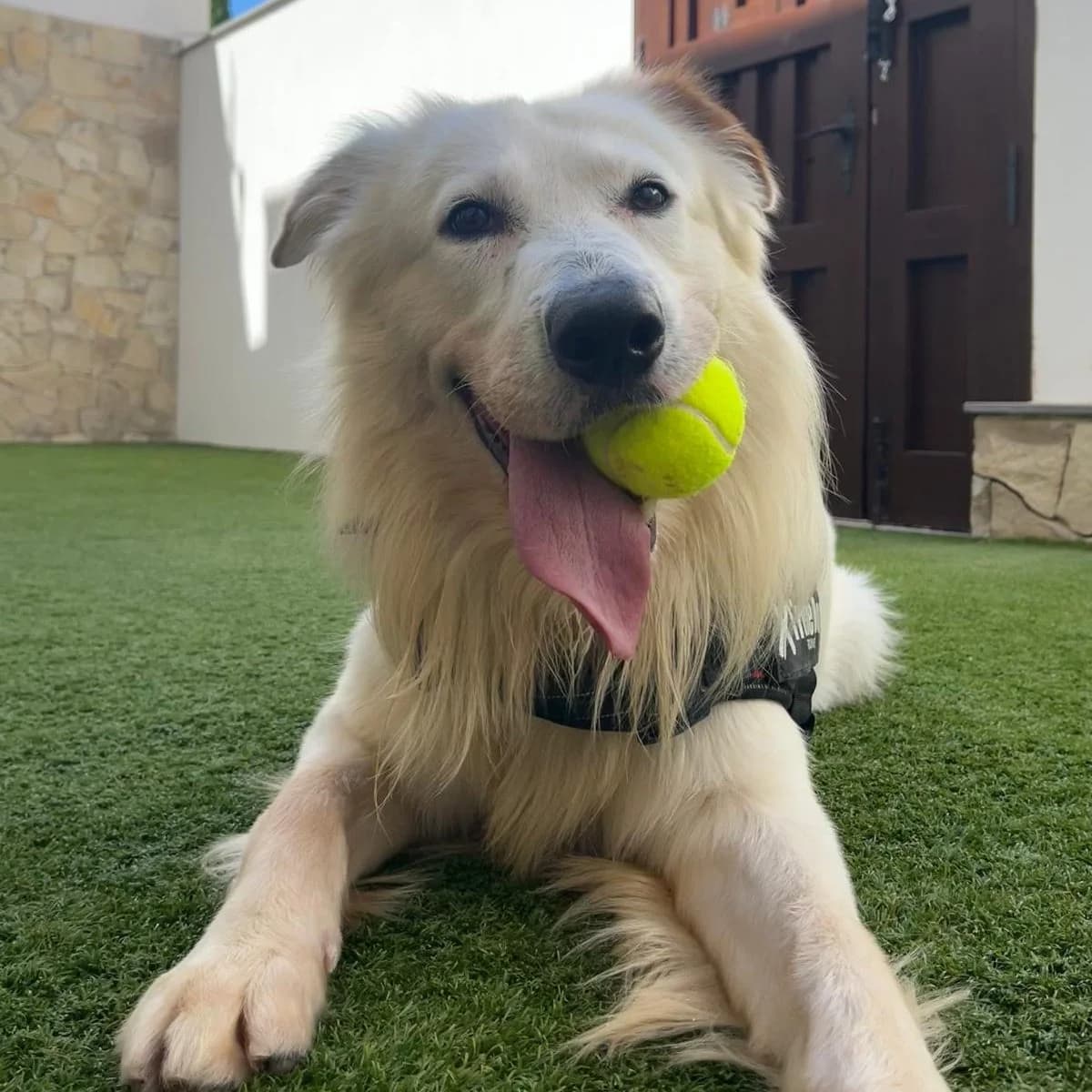 Manchitas, male 4yo Golden Retriever for adoption at SOS Golden