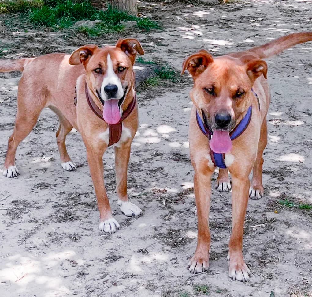 Mela y jefe, MARRÓN Y BLANCO JEFE es un perro joven female young Labrador Retriever for adoption at SOS Golden