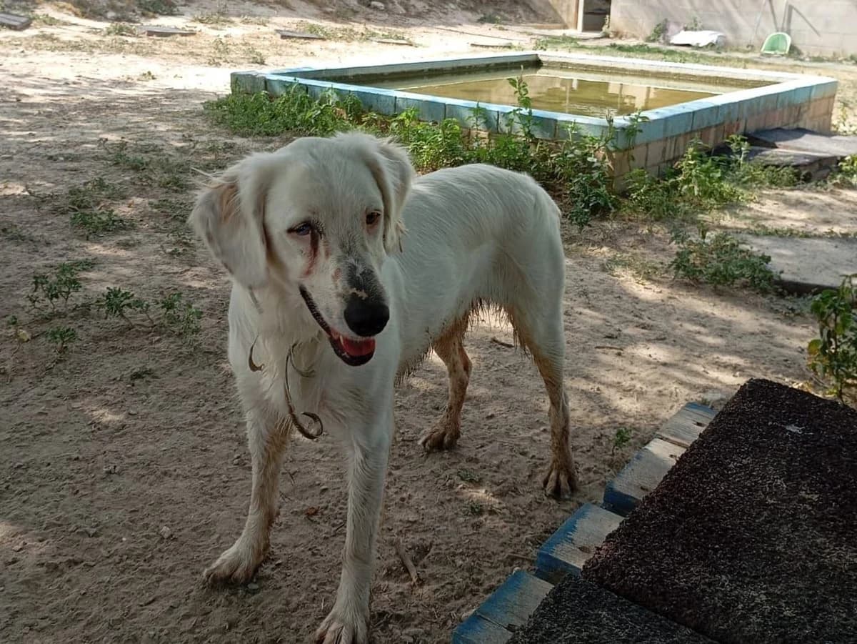 Melek, BLANCA con pintas negras CARÁCTER: Es mu female 6yo Golden Retriever for adoption at SOS Golden