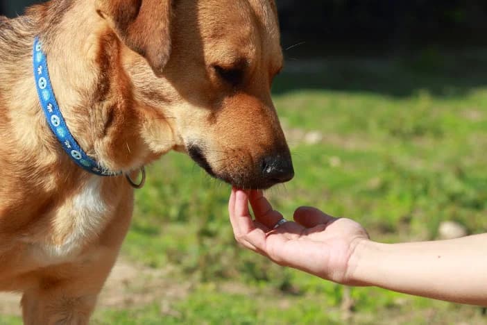 Nimue, female Labrador Retriever for adoption at SOS Golden