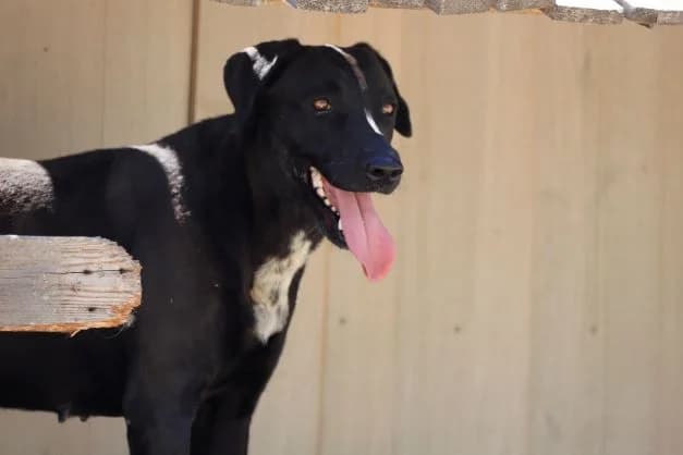 Piña, female 7yo Labrador Retriever for adoption at SOS Golden