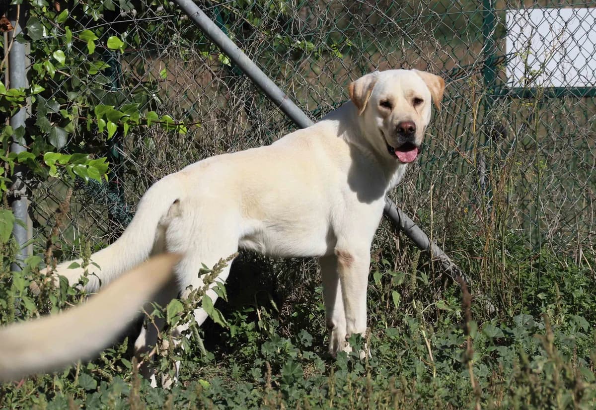 Raiser, male 6yo Labrador Retriever for adoption at SOS Golden
