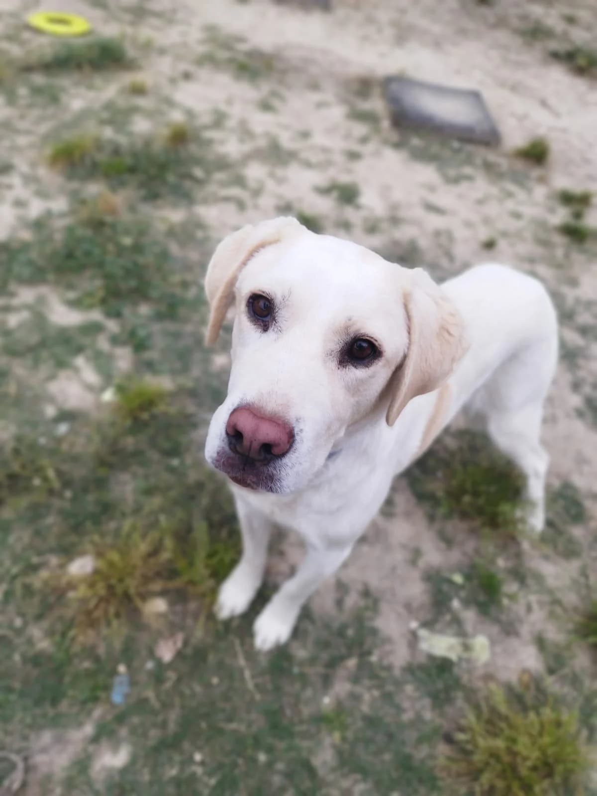 Sacha, female 3yo Labrador Retriever for adoption at SOS Golden