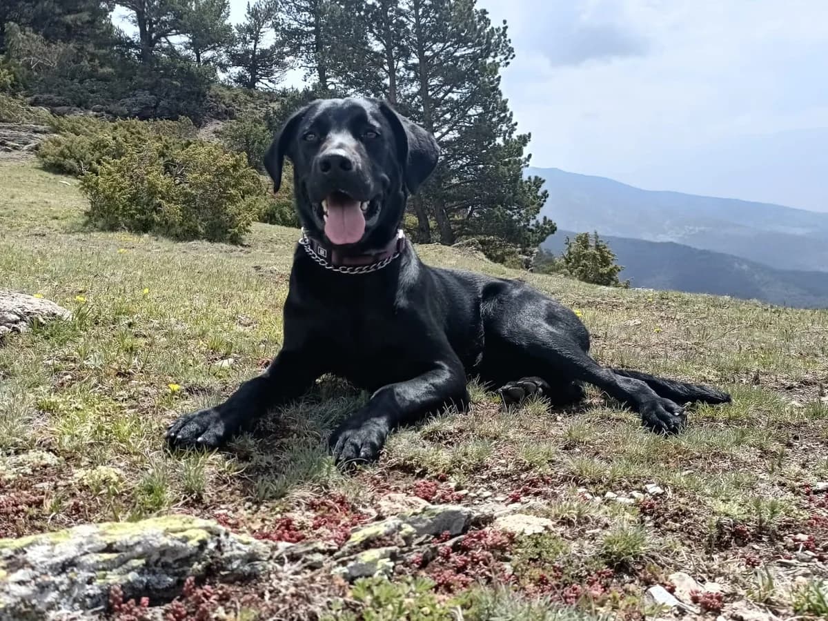 Tor, male 5yo Labrador Retriever for adoption at SOS Golden