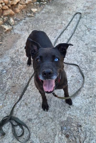 MARA (COSTE 0), female Labrador Retriever for adoption at SPAC – Societat Protectora d