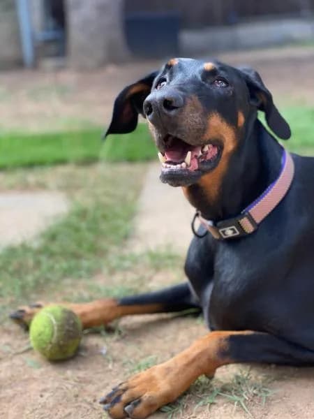 BULMA*, female Doberman for adoption at SPAC – Societat Protectora d