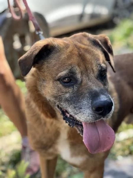 LEO (COSTE 0), male Mixed Breed for adoption at SPAC – Societat Protectora d