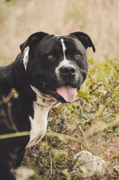 ZEUS (COSTE 0), male Pit Bull Terrier for adoption at SPAC – Societat Protectora d