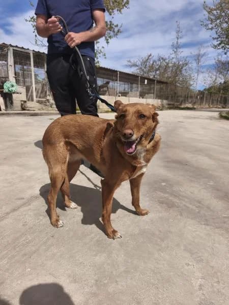 AINE (LILITH), female Mixed Breed for adoption at SPAC – Societat Protectora d