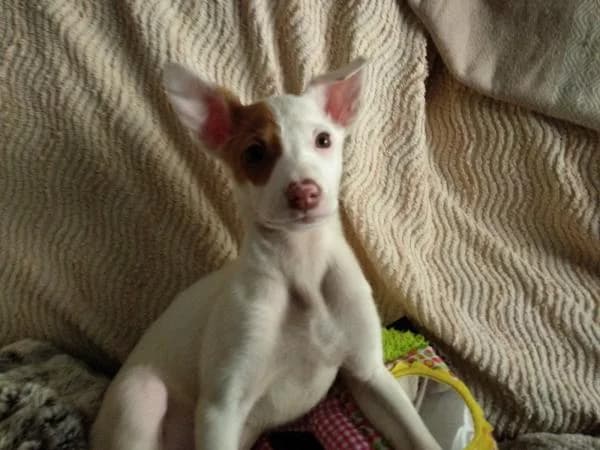 MARVIN*, male Mixed Breed for adoption at SPAC – Societat Protectora d