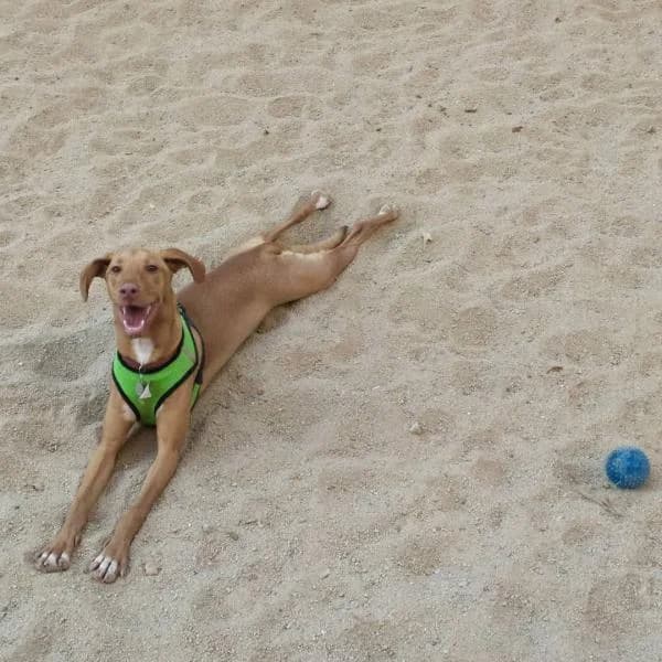 MIA (AZUCENA), female mixed breed for adoption at SPAC – Societat Protectora d