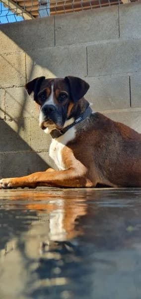 JACK (COSTE 0), male Mixed Breed for adoption at SPAC – Societat Protectora d