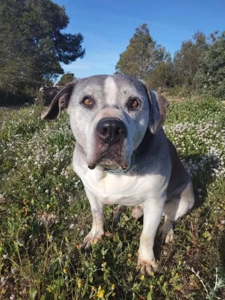 BLUC (COSTE 0), male American Staffordshire Terrier for adoption at SPAC – Societat Protectora d