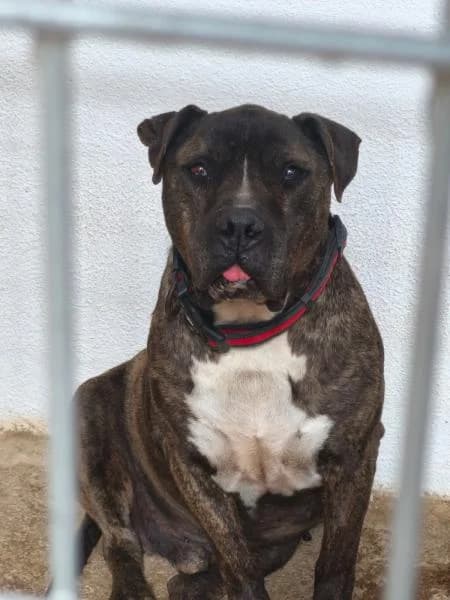 ADES (COSTE 0), male American Staffordshire Terrier for adoption at SPAC – Societat Protectora d