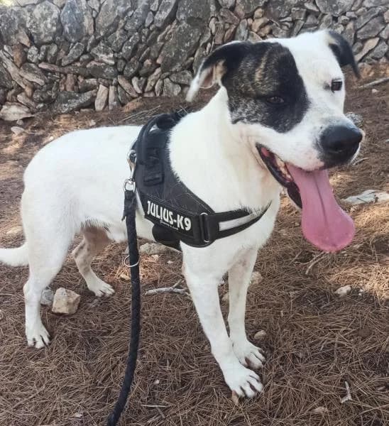 DARK (COSTE 0), Mixed Breed (SPAC – Societat Protectora d)